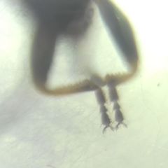 Pyrrhocoris marginatus