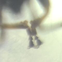 Pyrrhocoris marginatus