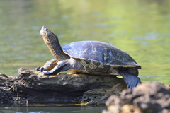 Trachemys ornata