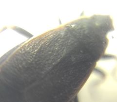 Pyrrhocoris marginatus