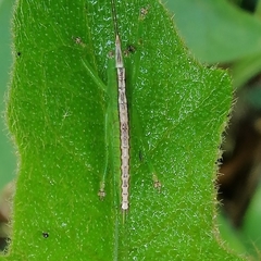 Phoxacris melanosticta