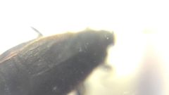 Pyrrhocoris marginatus