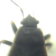 Pyrrhocoris marginatus