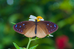 Euploea tulliolus ledereri