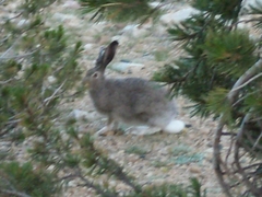 Lepus townsendii