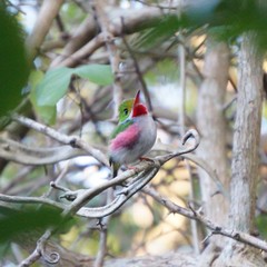 Todus multicolor