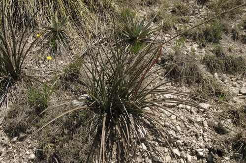 Hesperaloe engelmannii