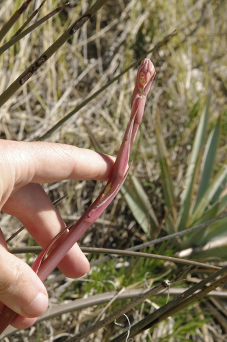 Hesperaloe engelmannii