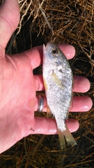 Leiostomus xanthurus