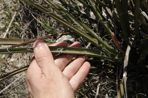 Hesperaloe engelmannii