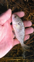 Leiostomus xanthurus