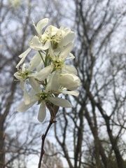 Amelanchier arborea arborea