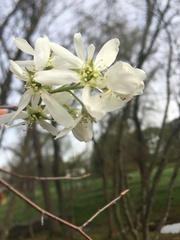 Amelanchier arborea arborea