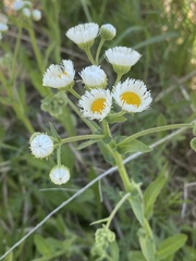 Erigeron geiseri