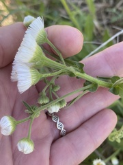 Erigeron geiseri