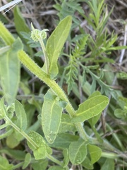 Erigeron geiseri