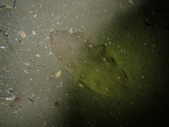 Solea aegyptiaca