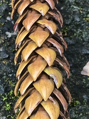 Araucaria heterophylla