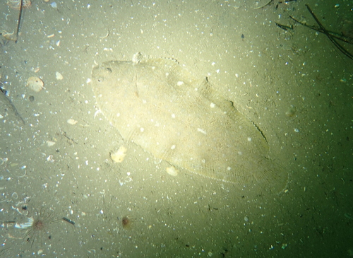 Solea aegyptiaca