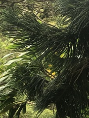 Araucaria heterophylla