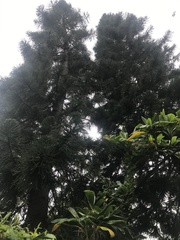 Araucaria heterophylla