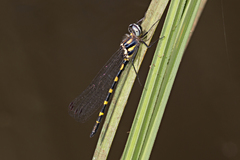 Cordulephya pygmaea