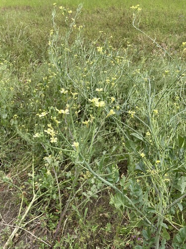 Raphanus raphanistrum image