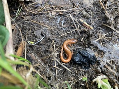 Plethodon cinereus