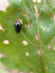 Phyllotreta cruciferae