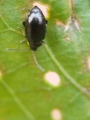 Phyllotreta cruciferae
