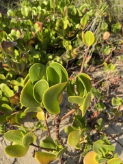 Scaevola plumieri