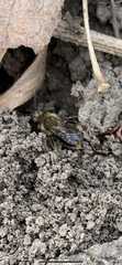 Andrena dunningi