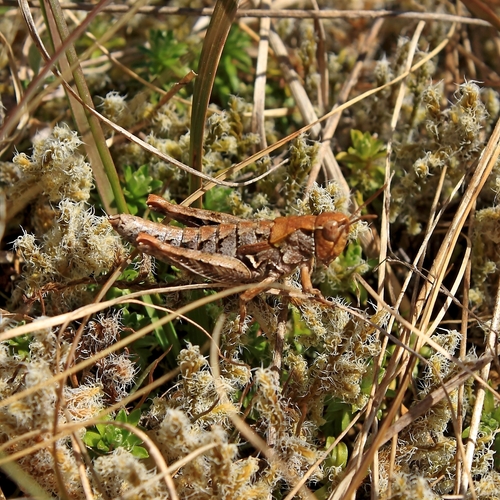 Sigaus campestris (Hutton, 1898)