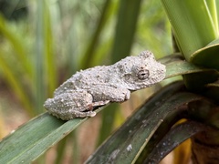 Dendropsophus melanargyreus