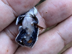 Dendropsophus melanargyreus
