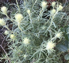 Castilleja grisea