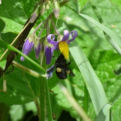 Bombus pauloensis