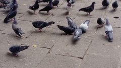 Columba livia domestica