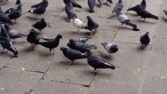 Columba livia domestica