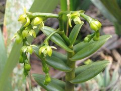 Epidendrum alsum
