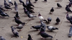 Columba livia domestica