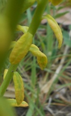 Uromyces pisi-sativi