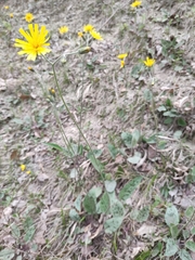 Hieracium maculatum