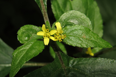 Calyptocarpus brasiliensis