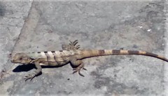 Ctenosaura similis