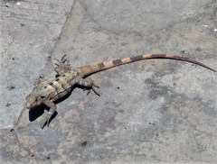 Ctenosaura similis