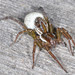 Pirate Wolf Spiders - Photo (c) Don Loarie, some rights reserved (CC BY)