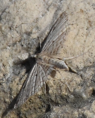 Parapoynx allionealis