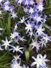 Ipheion