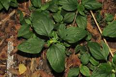 Calyptocarpus brasiliensis